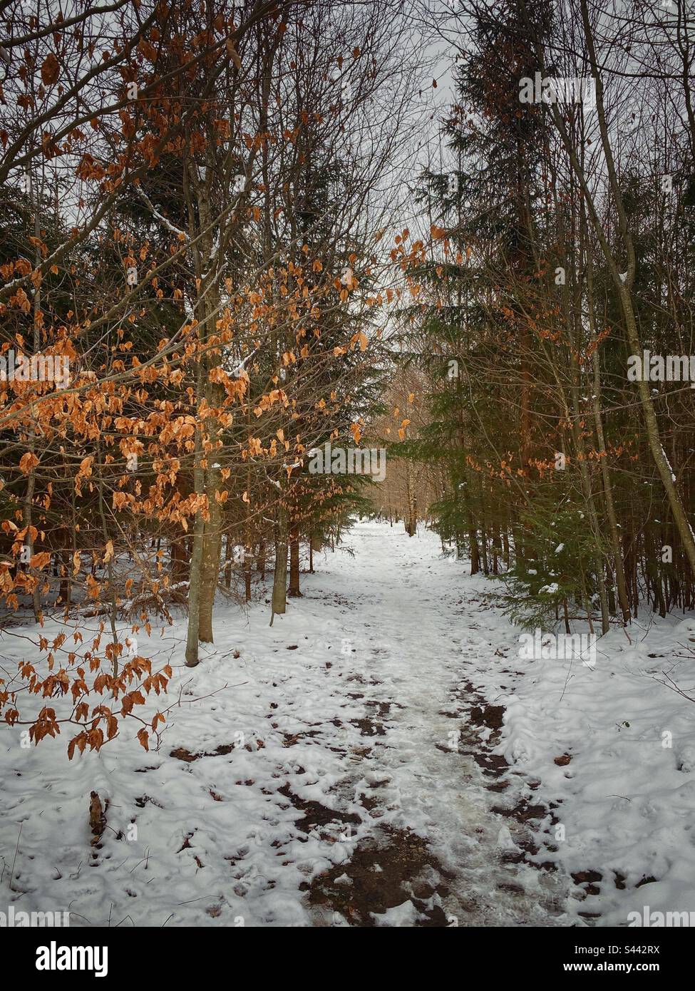 Path through winter forest covered by snow with pine trees and dry leaves in the south of Munich, Germany. - Smartphone Captured Stock Image