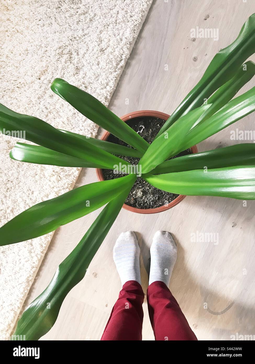 Standing in front of a huge houseplant - Smartphone Captured Stock Image