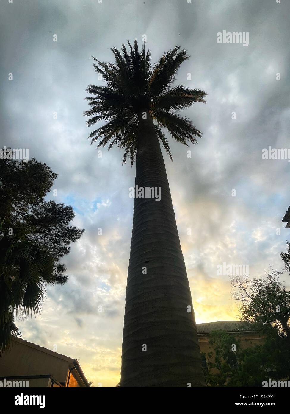 Moody Palm tree, sunset and clouds, silhouetted against the sky. Jubaea chilensis (Molina) Baill. Stock Photo