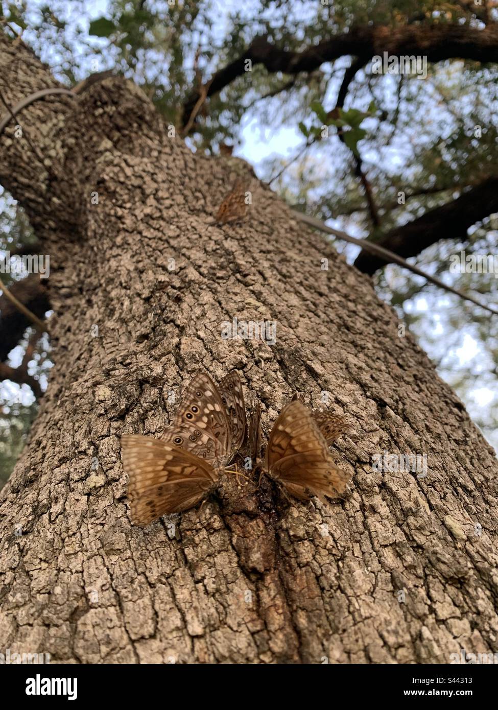 Butterflies feasting on oak tree sap Stock Photo Alamy