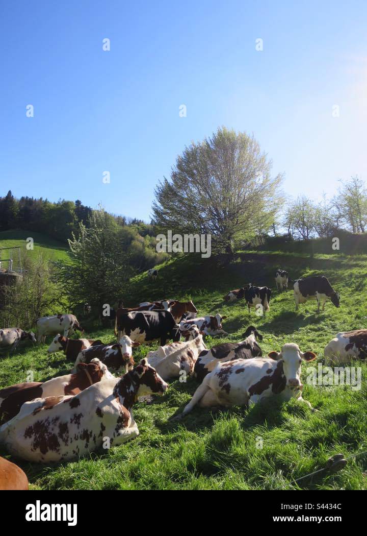 Cows relaxed! Stock Photo