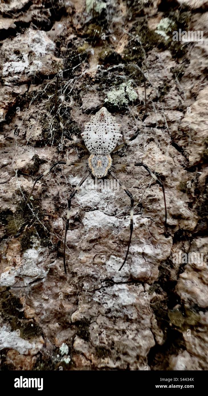 Ornamental tree trunk spider Stock Photo - Alamy