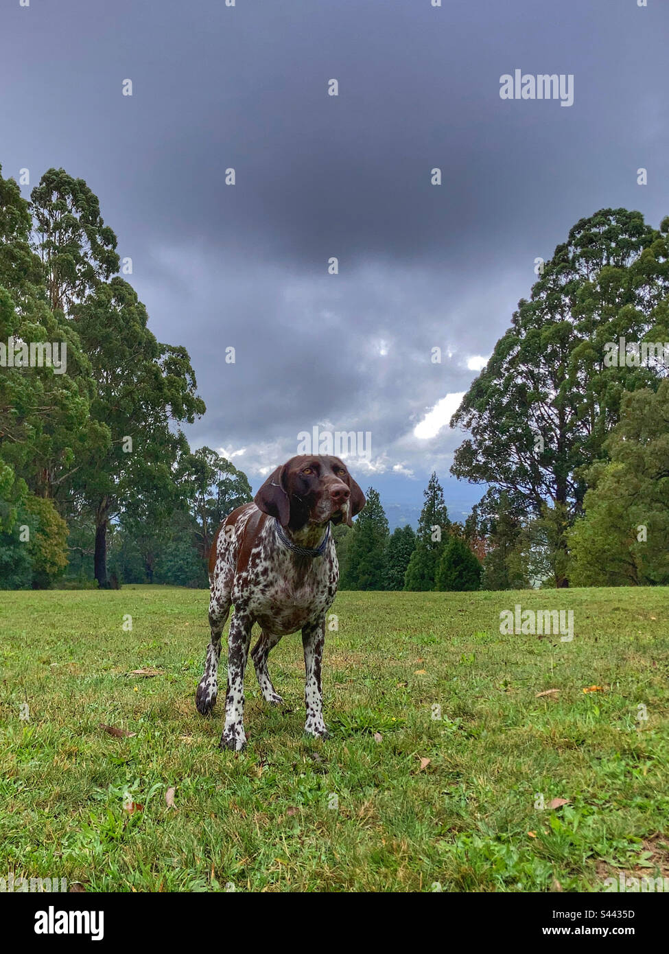 German pointer dog on Olinda Playspace Dandenong Ranges Melbourne Australia - Smartphone Captured Stock Image