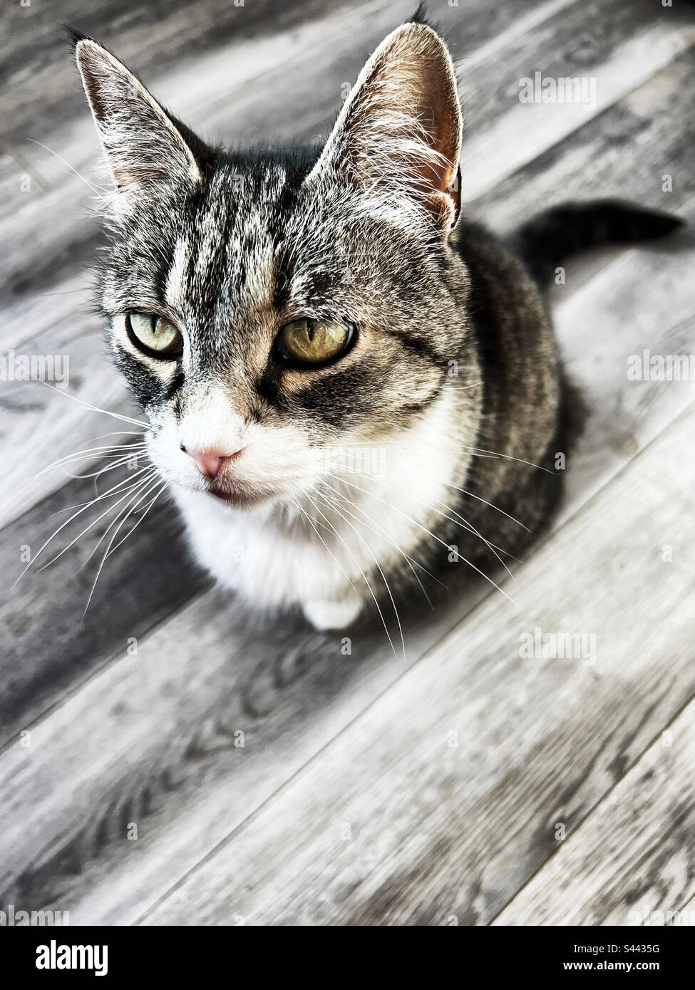 Striped domestic tabby cat with light green eyes Stock Photo