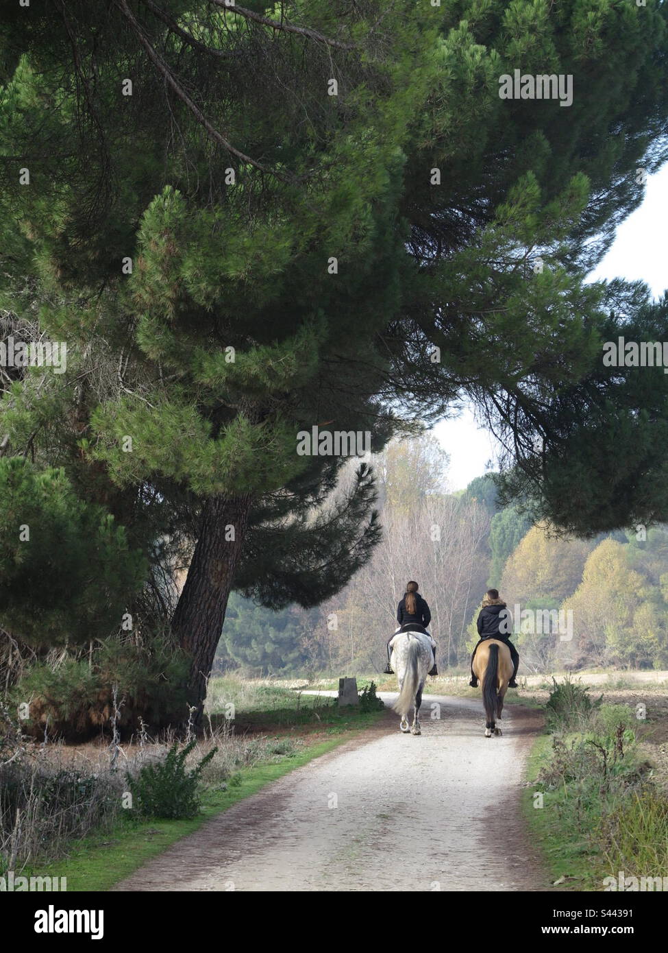 Horseback riding through the woods. Pair of teenagers riding horses - Smartphone Captured Stock Image