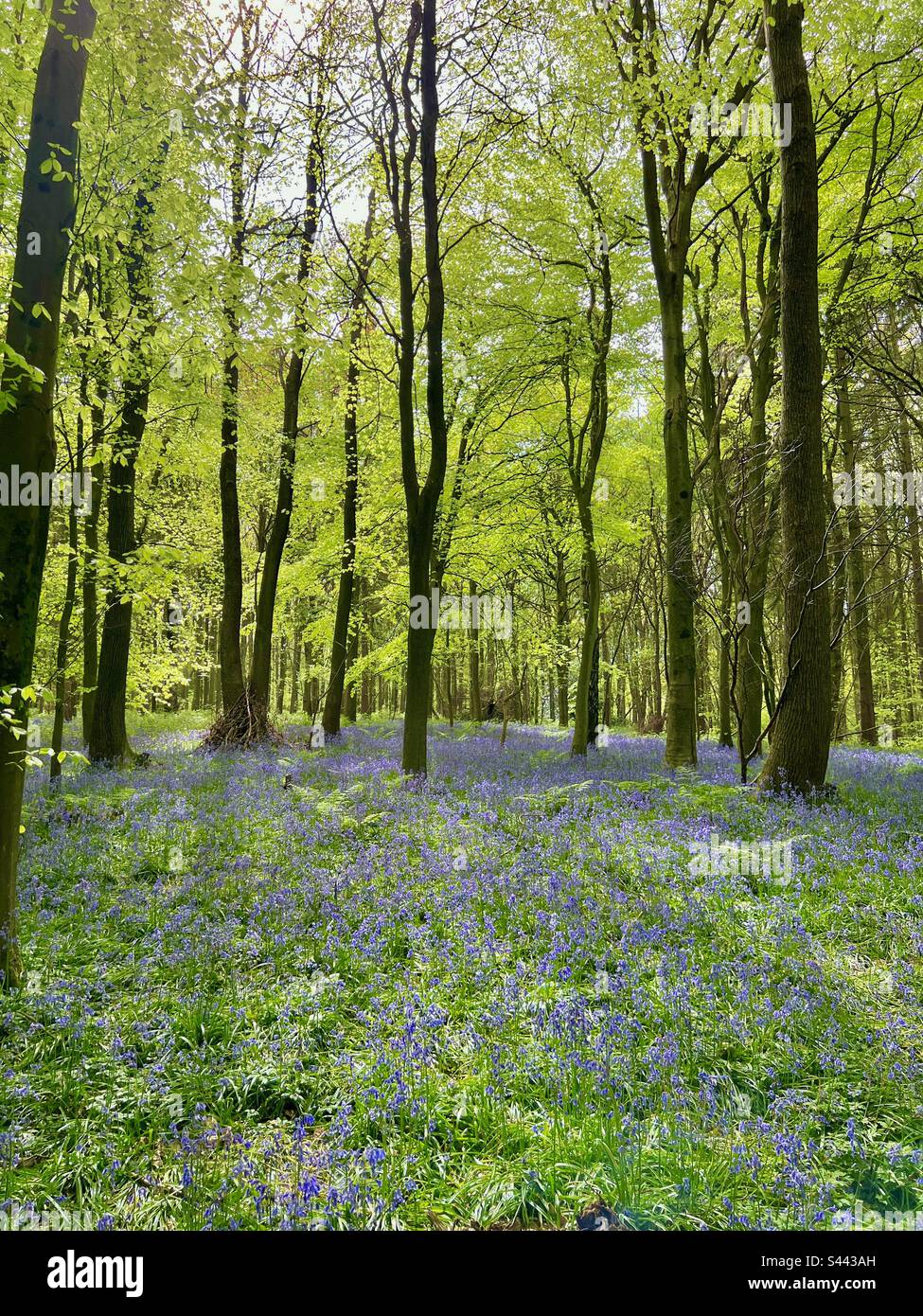 Carpet of wild bluebells in English spring woodland Stock Photo - Alamy