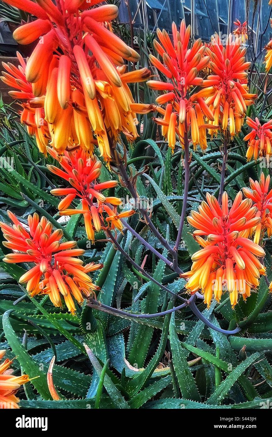 Aloe peglerae has a limited distribution range in South Africa and there are concerns about its future - the red & orange flowering succulent plants are in a Botanical Garden in Pisa. - Smartphone Captured Stock Image