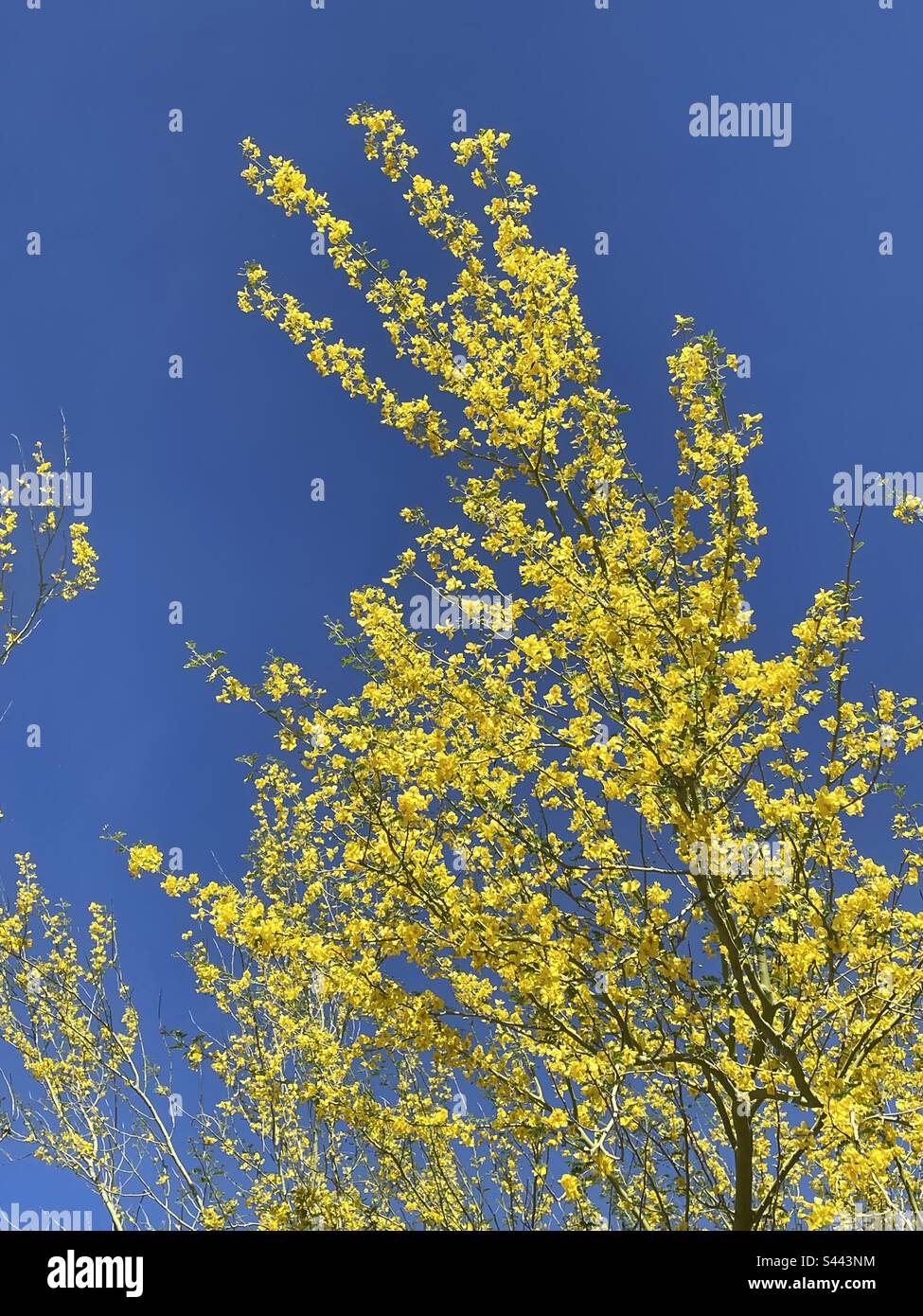 Bright yellow blossoms of Palo Verde against brilliant blue sky, Phoenix, Arizona Stock Photo