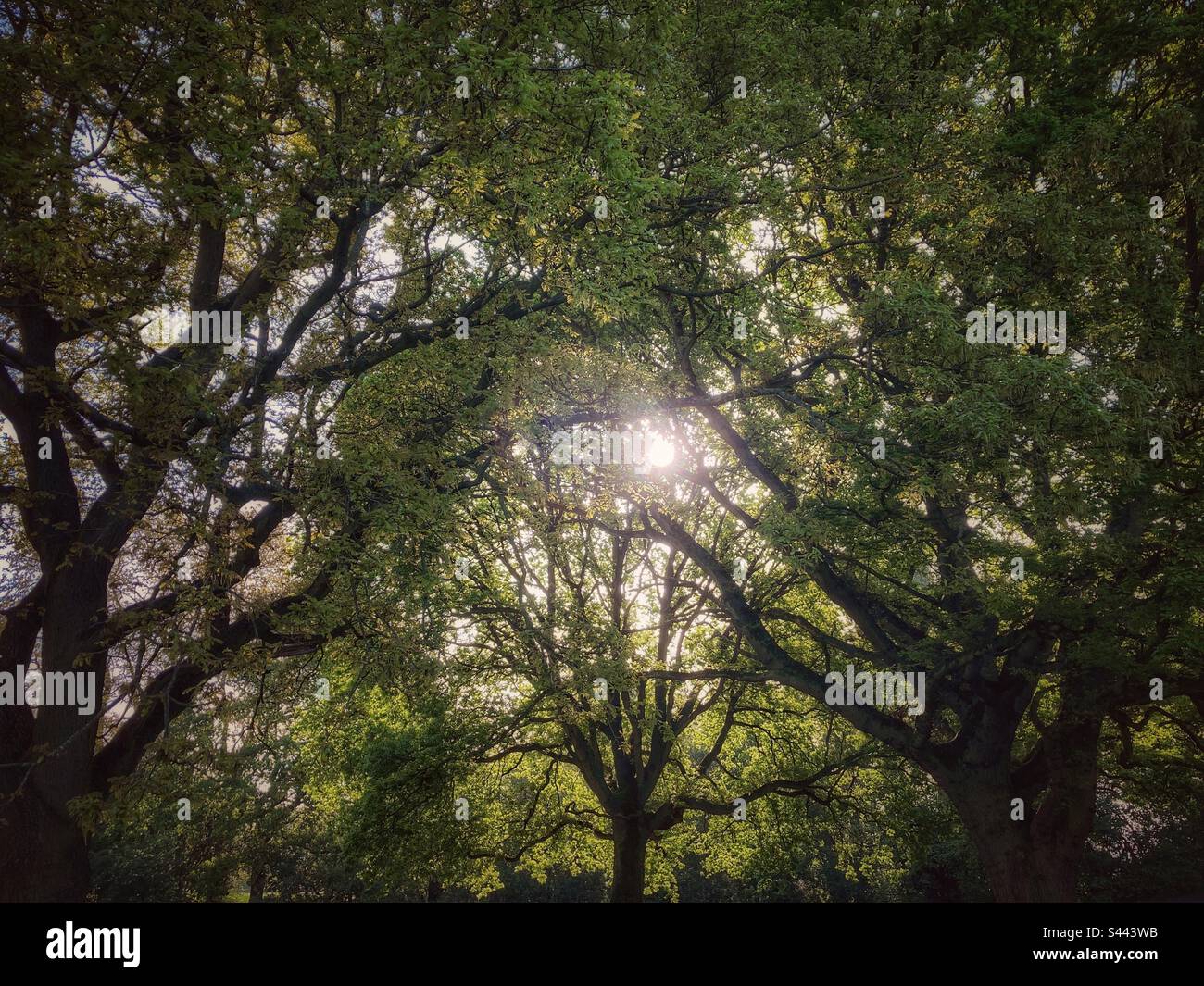 Sunlight through the new oak leaves on a spring day. - Smartphone Captured Stock Image