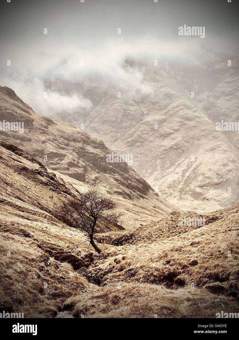 Lone Tree in the Mountains Stock Photo