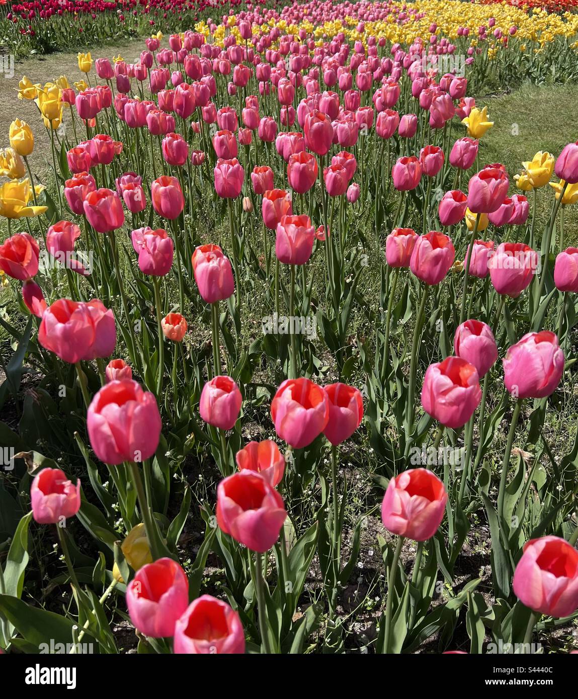 Tulips in tuliptime Holland Michigan Stock Photo
