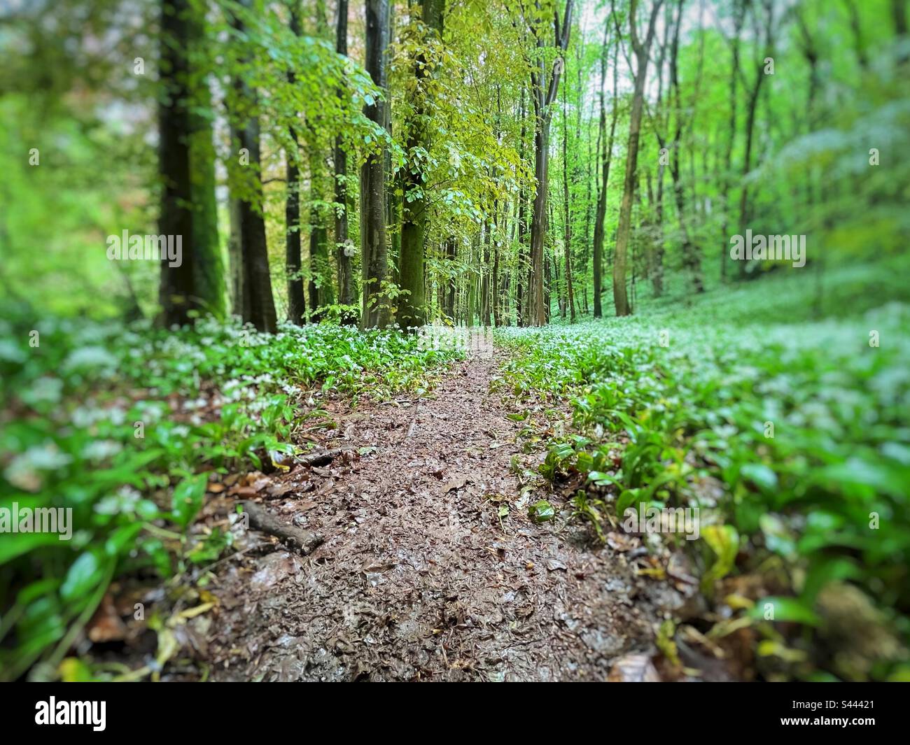 Deciduous beech woodland in springtime with wild garlic flowers (Ramsons). - Smartphone Captured Stock Image