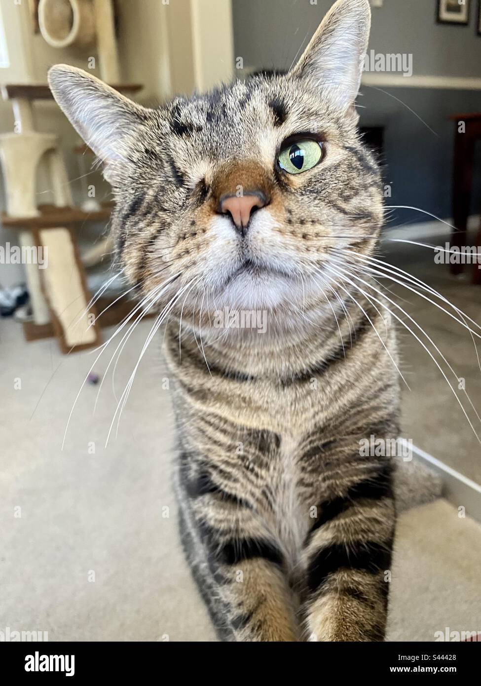 A tabby cat with one eye looks sweetly at the camera Stock Photo Alamy