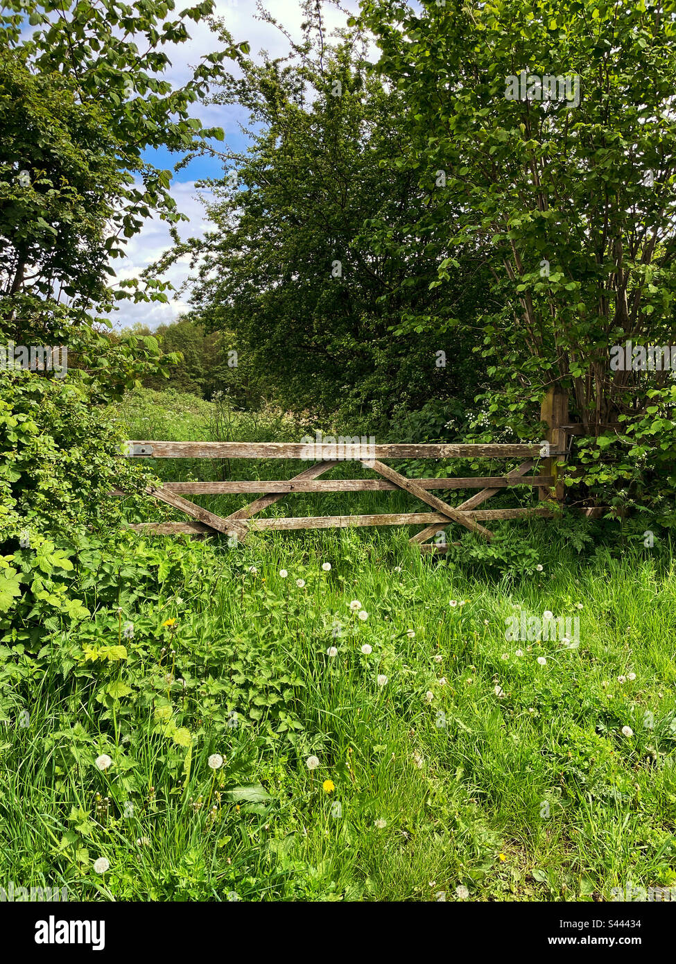 Old gate overgrown by fresh green vegetation, grass and weeds in the U.K. countryside. - Smartphone Captured Stock Image