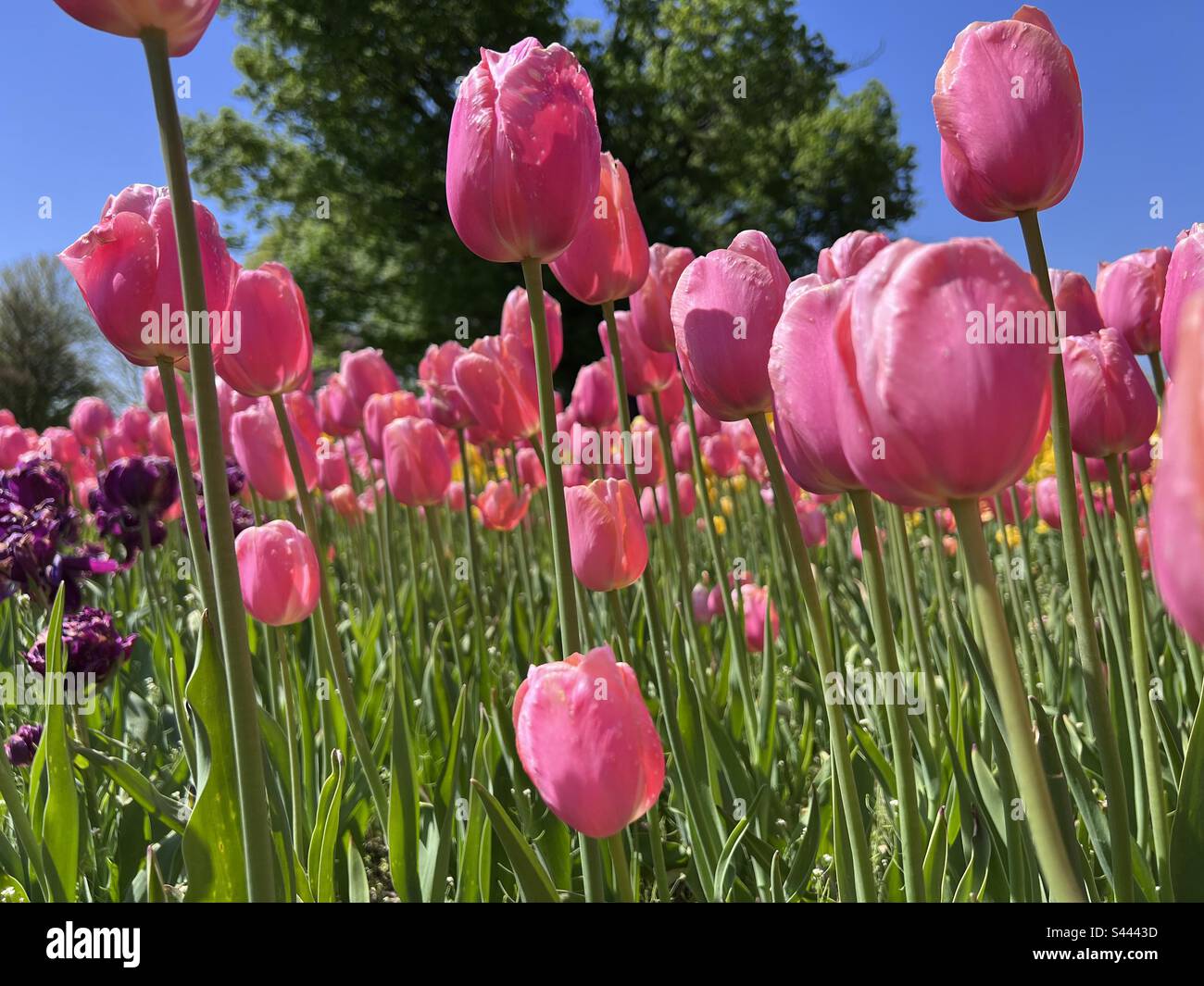 Tulip time Holland Michigan. Pink tulips Stock Photo