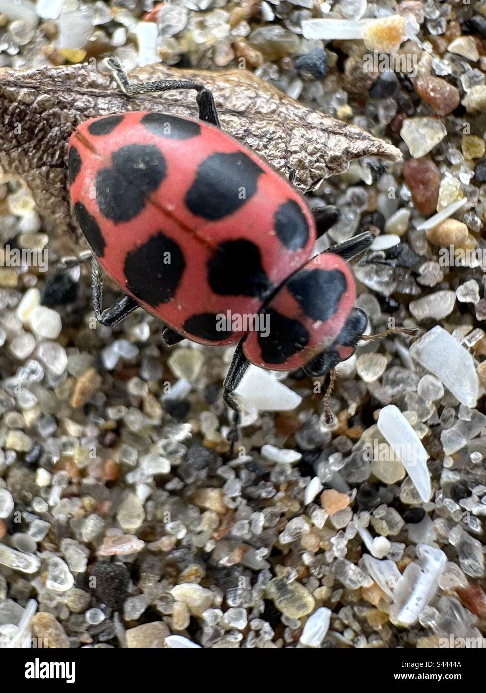 Ladybug up close in the sand - Smartphone Captured Stock Image