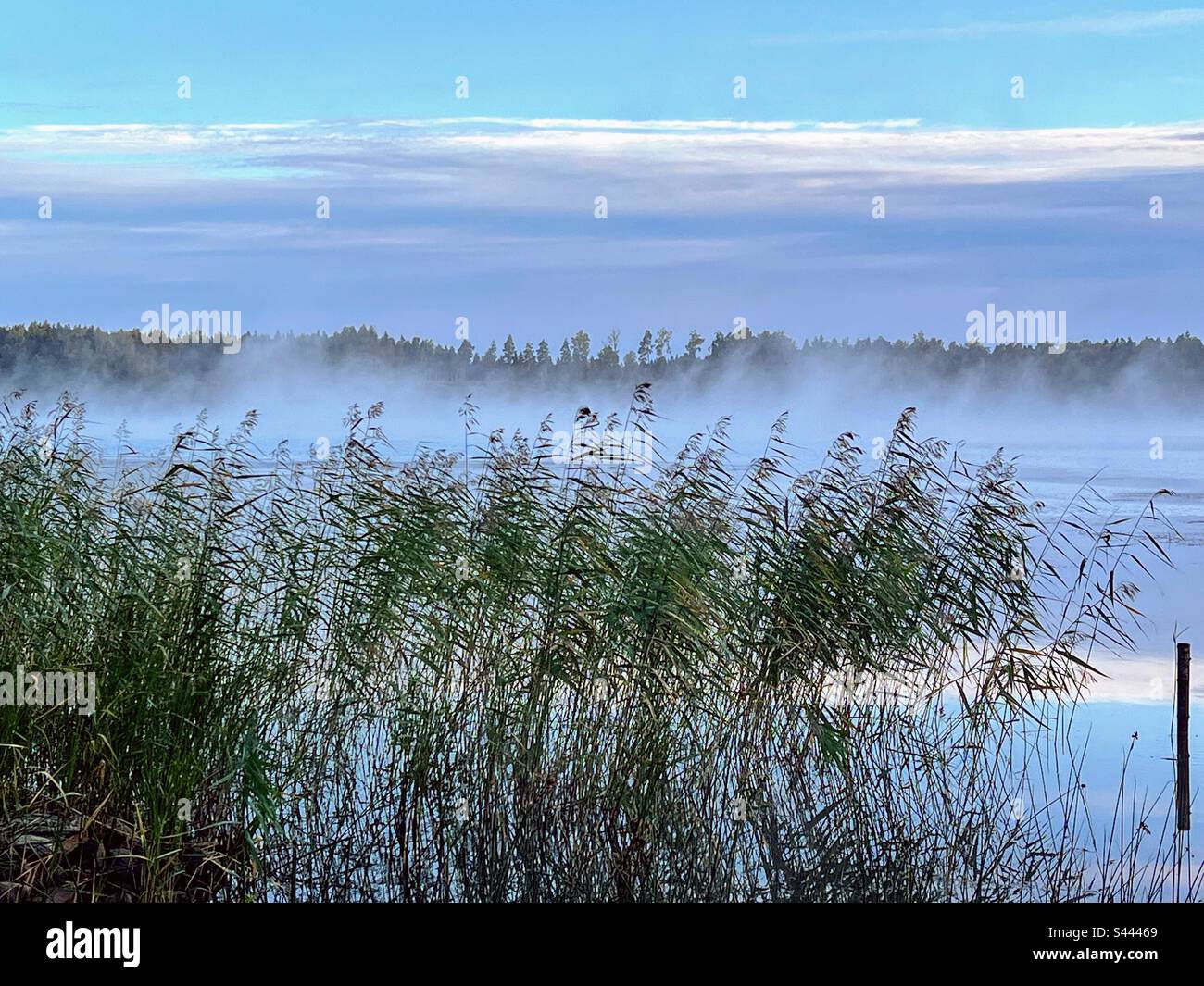 Mysterious foggy landscape with lush reed grass plant with reflection in the water and forest on the background at the calm still dawn - Smartphone Captured Stock Image