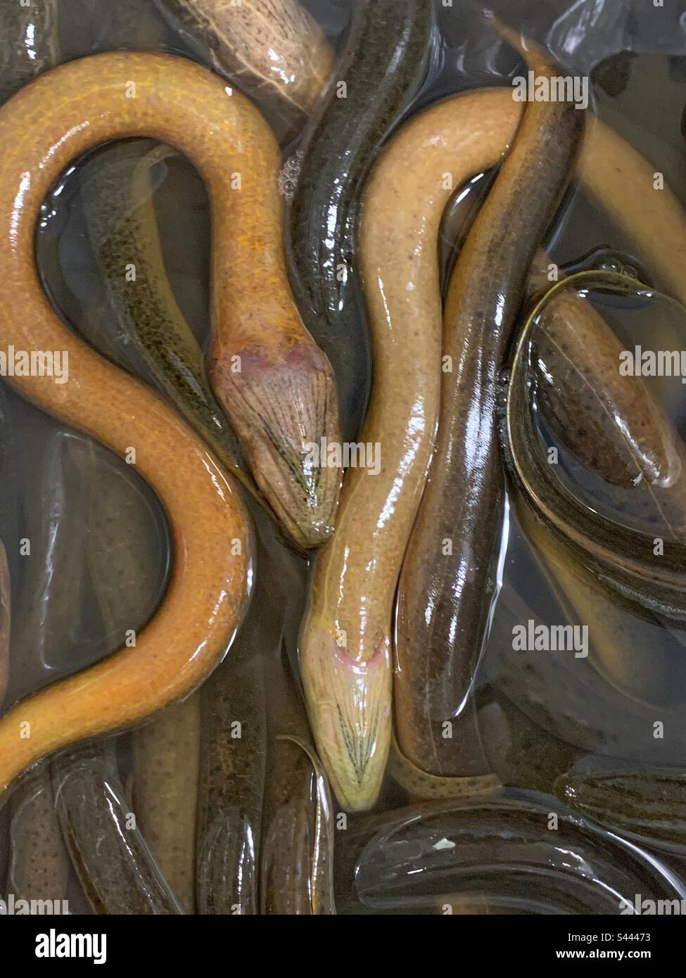 Fresh dead eels laying in a bucket of water and for sale at the local fish market. Stock Photo