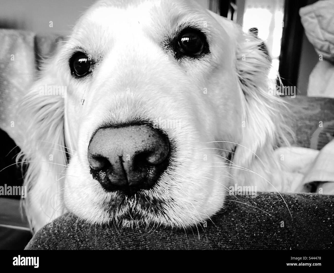 Black and white Golden Retriever portrait - Smartphone Captured Stock Image