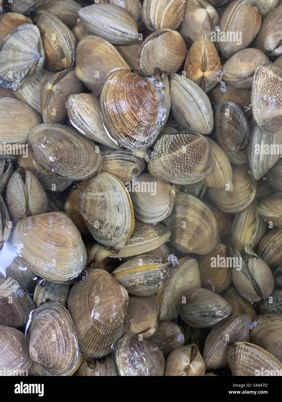 Many clams piled high in a bucket of water and for sale at the local fresh fish market. - Smartphone Captured Stock Image
