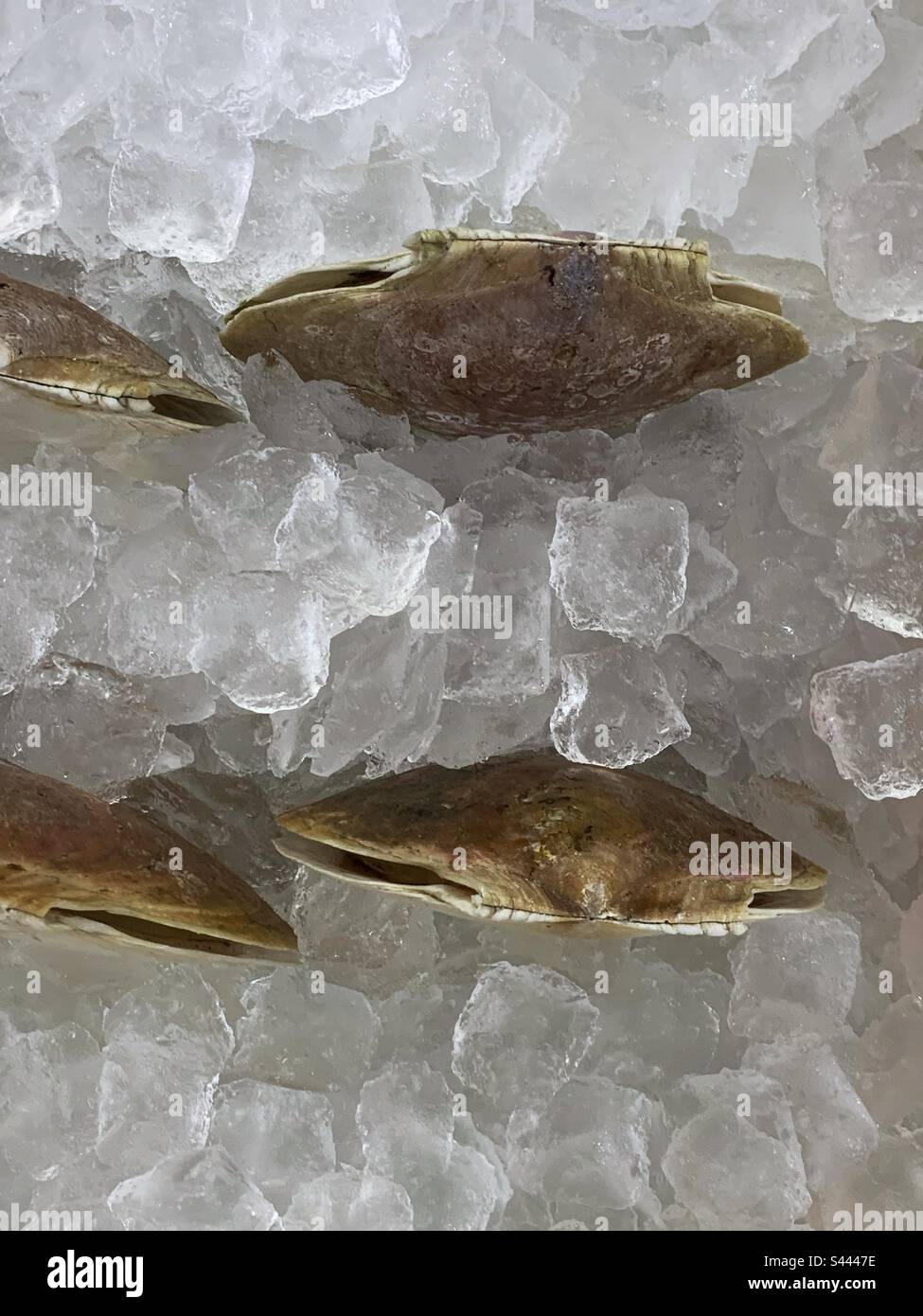 Fresh live scallops with the shell laying in a bed of ice and for sale