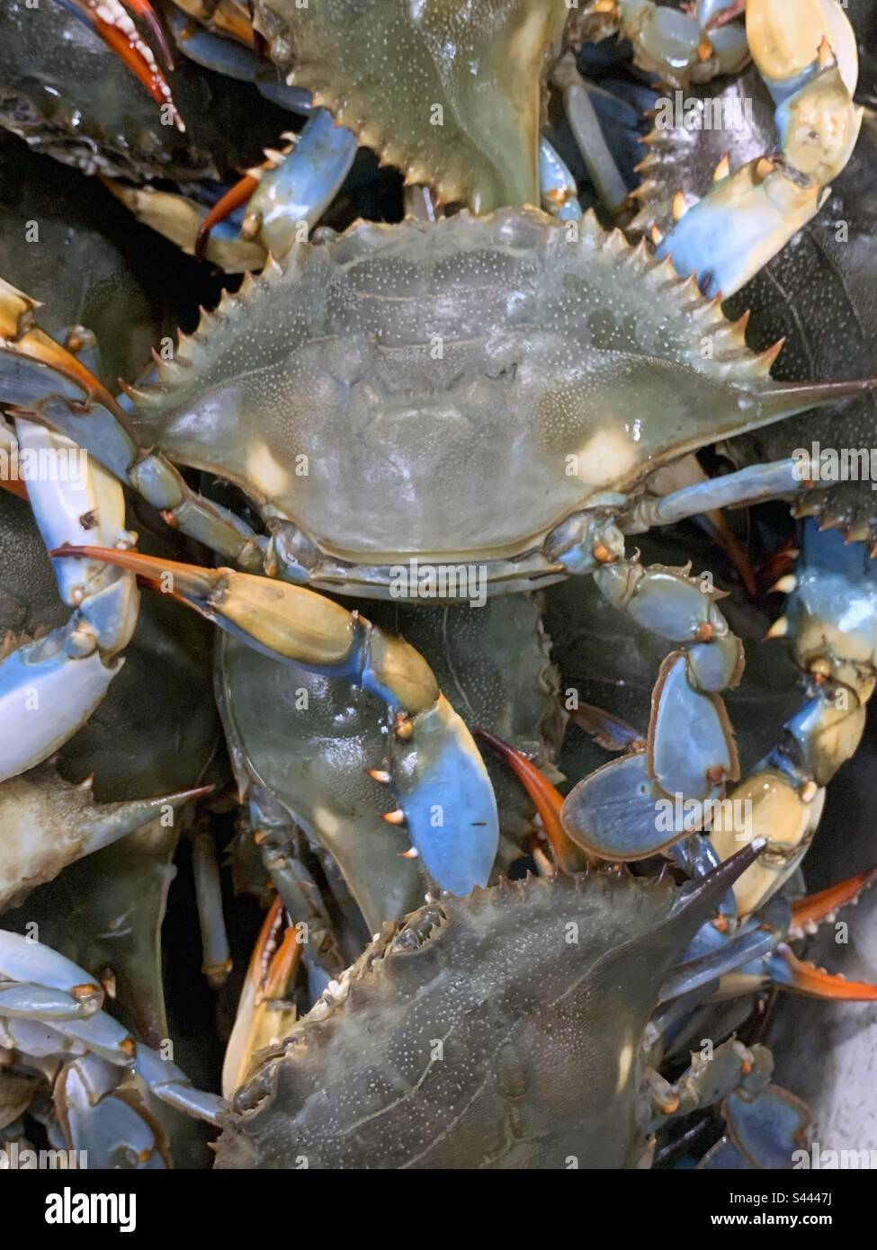Fresh blue crab piled high in the bucket and for sale at the local fresh fish market. - Smartphone Captured Stock Image