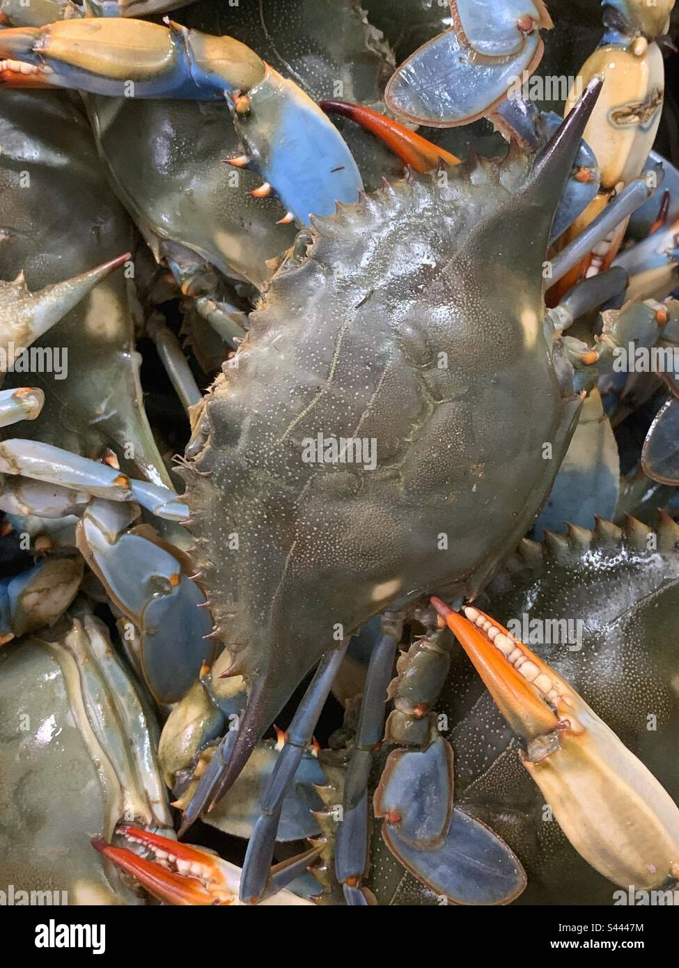 Fresh blue crab piled high in the bucket and for sale at the local fresh fish market. - Smartphone Captured Stock Image