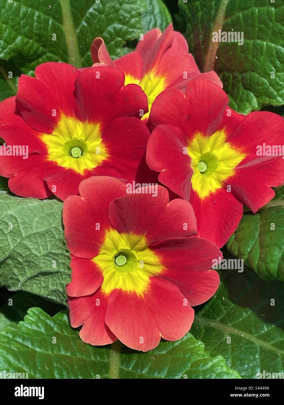 Gorgeous and bright red and yellow blooms every gardener wants Stock Photo