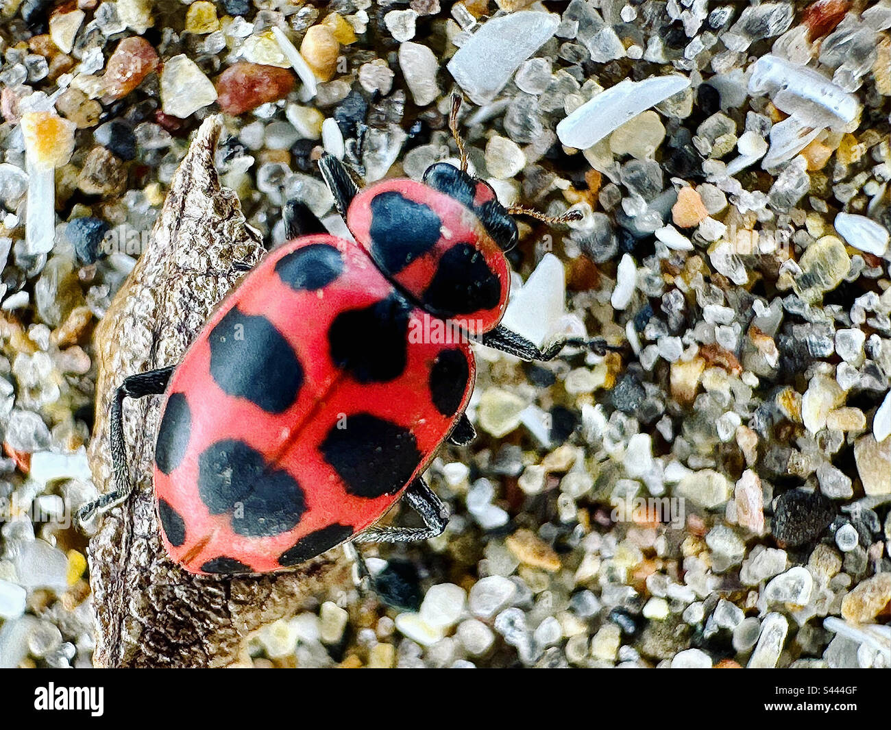 Ladybug up close Stock Photo