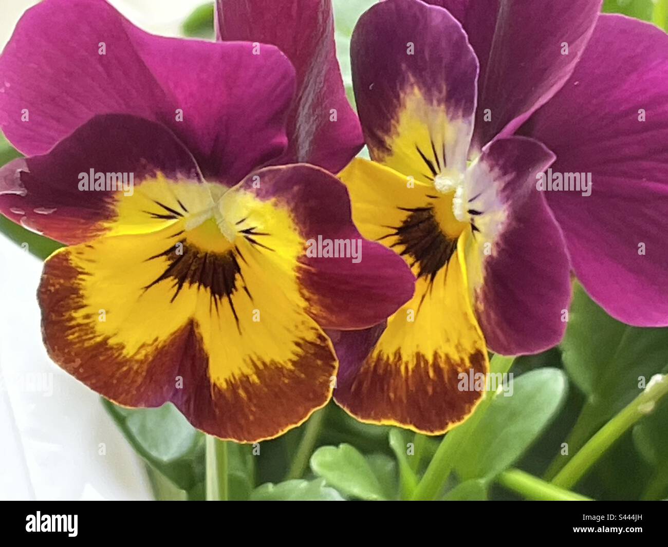 Two gorgeous pansies a must for gardens Stock Photo