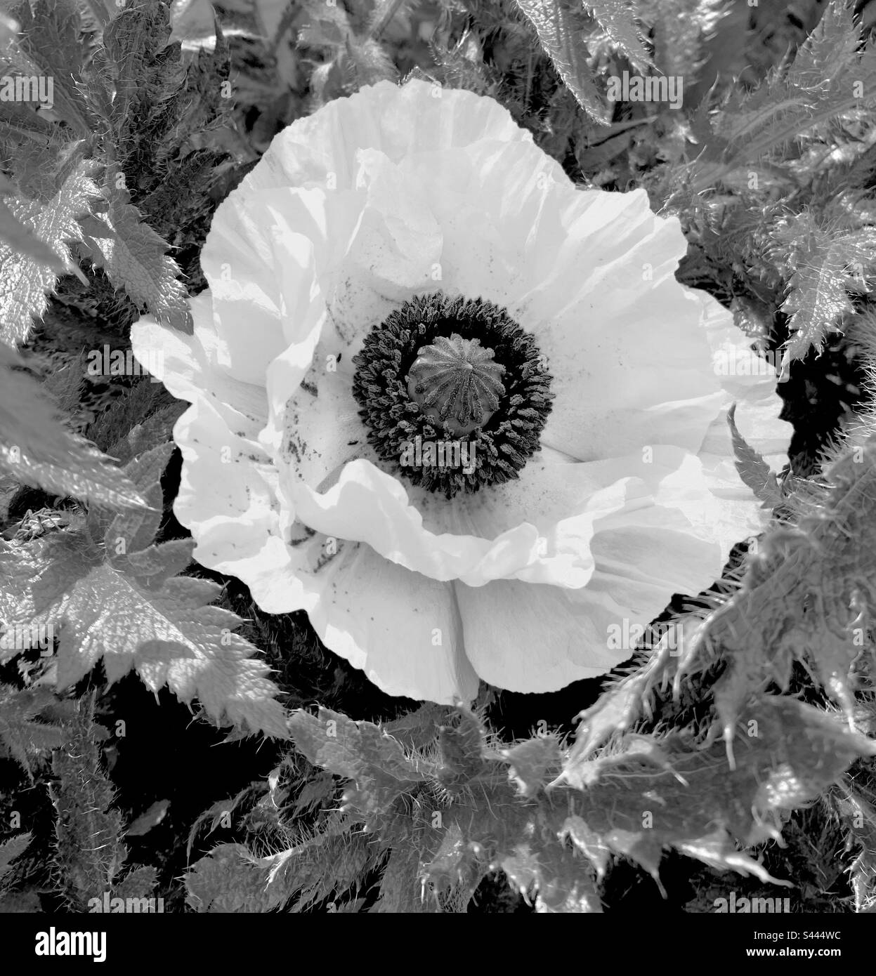 Poppy Black and White Stock Photos & Images Alamy