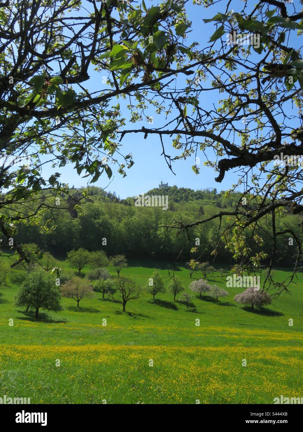 Spring Meadow with view to Säli Schlössli! Switzerland! - Smartphone Captured Stock Image