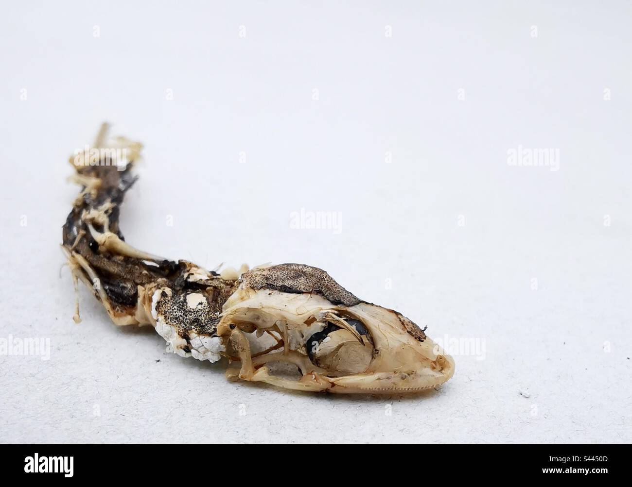 A corpse of a gecko. - Smartphone Captured Stock Image