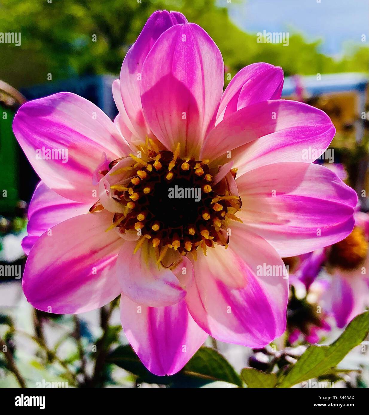Pink with white flower hi-res stock photography and images - Alamy