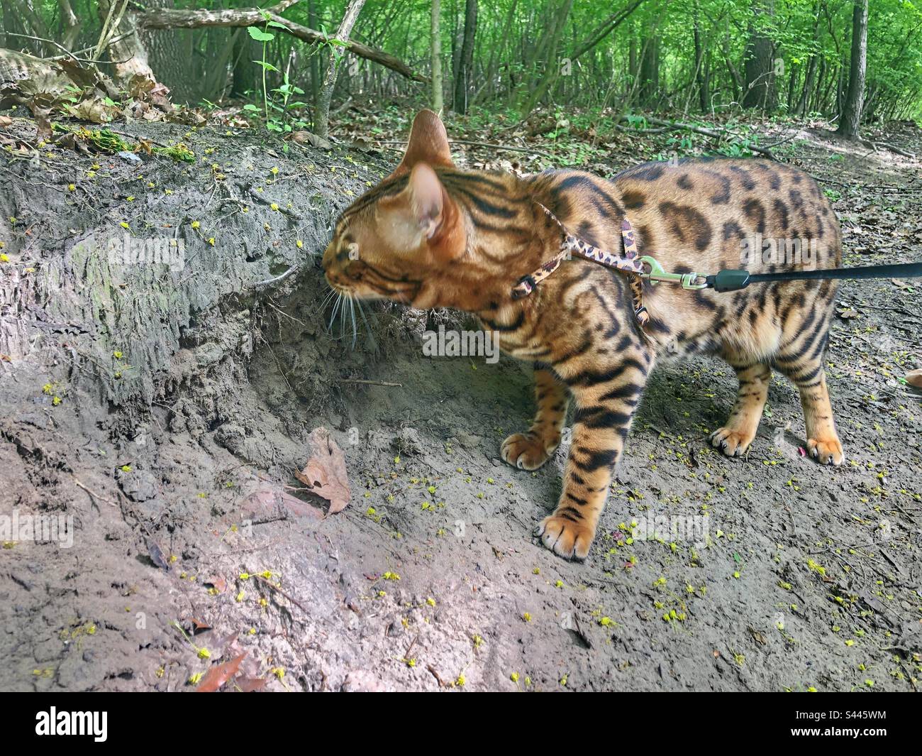 A curious bengal cat in the park. - Smartphone Captured Stock Image
