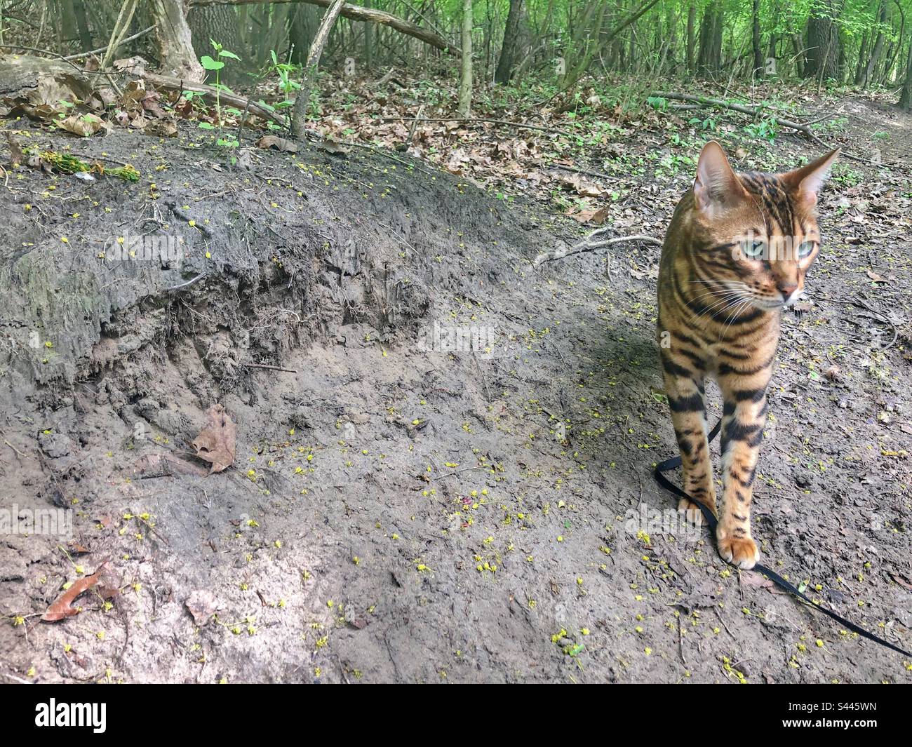A bengal cat on a path in a park. - Smartphone Captured Stock Image