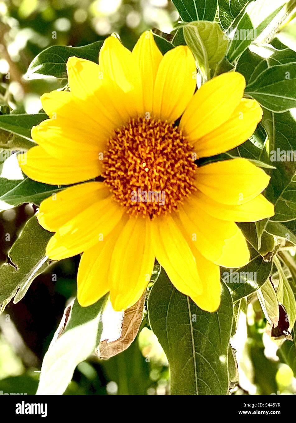 Brilliant yellow Mexican Sunflower, orange center, bright green leaves Stock Photo Alamy