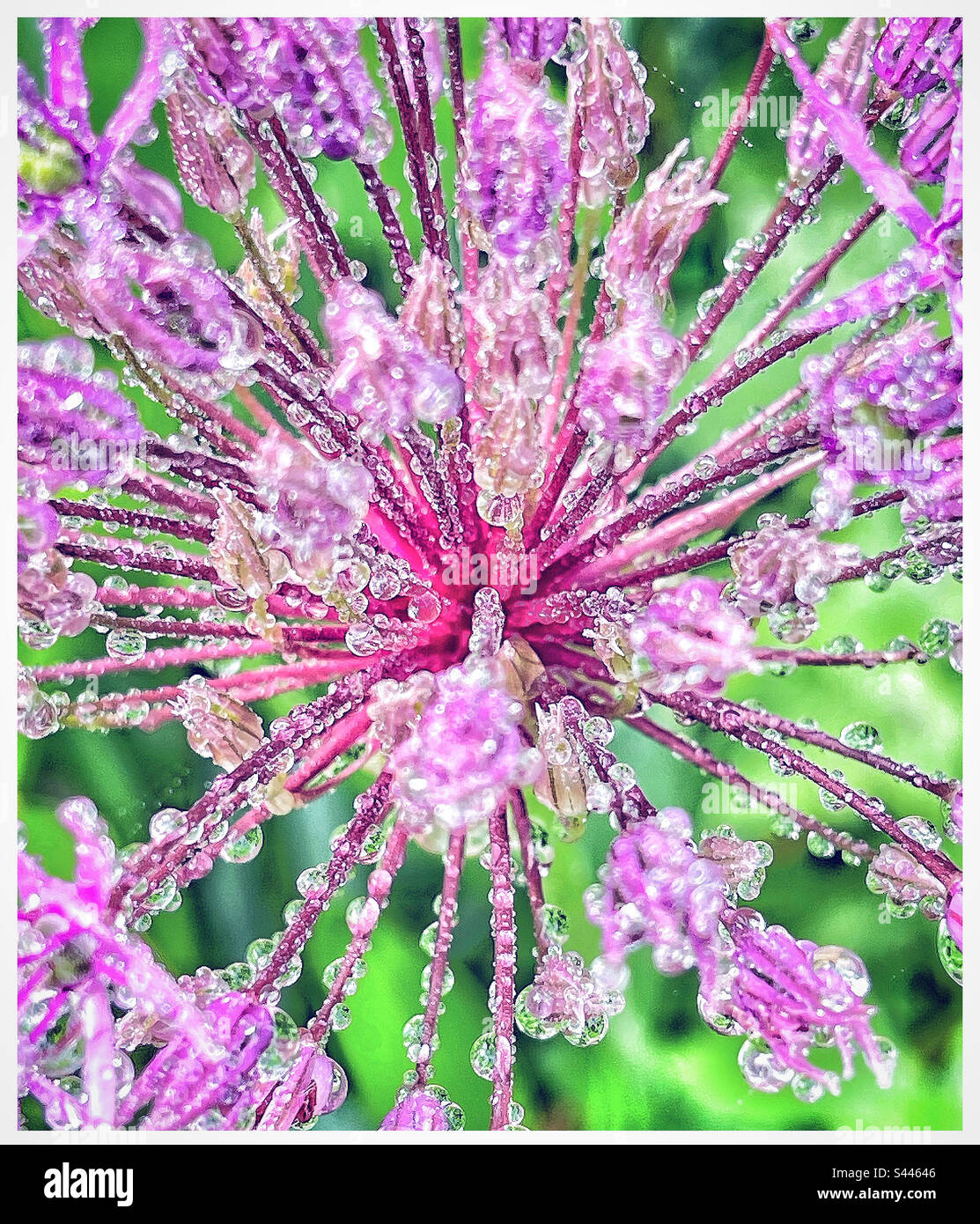 Allium flower in the rain. - Smartphone Captured Stock Image