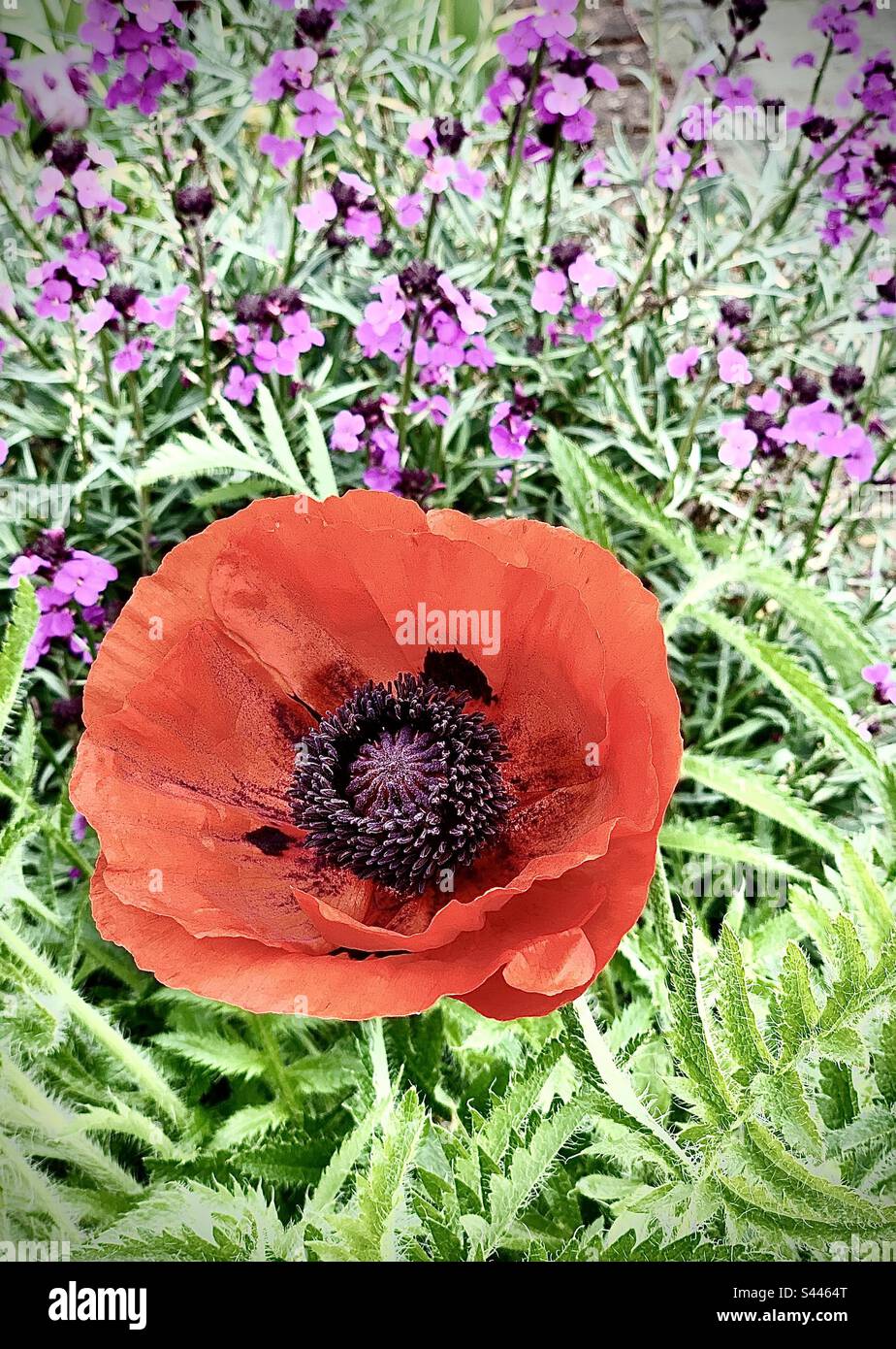 Giant red oriental poppy flower in garden with purple Erysimum Bowles’s Mauve plant, perennial. Stock Photo