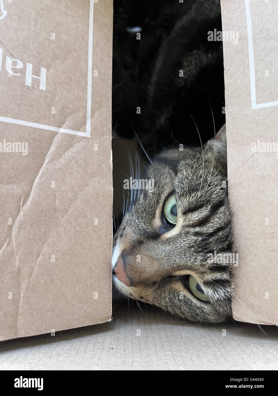 Tabby cat hiding in a box Stock Photo