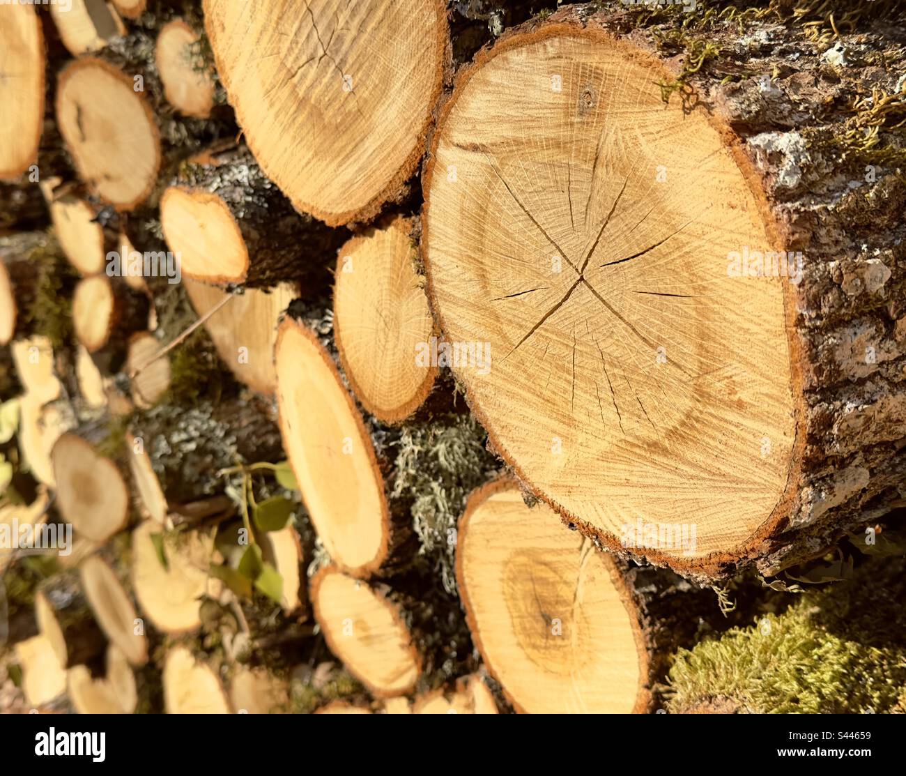 Oak logs sawn for firewood beside a French cottage - Smartphone Captured Stock Image