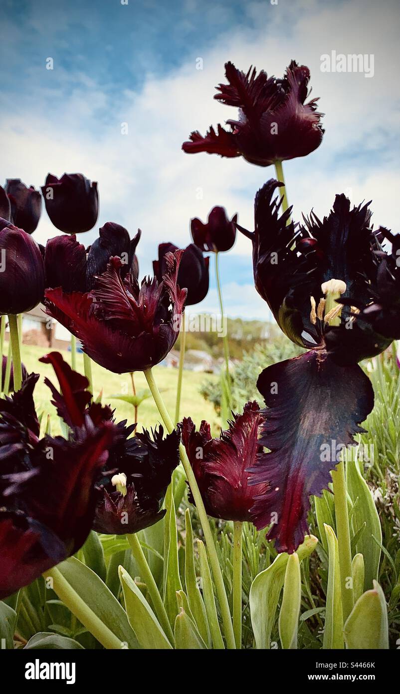 Black tulip flowers in garden, tulip black parrot and tulip queen of night. Stock Photo