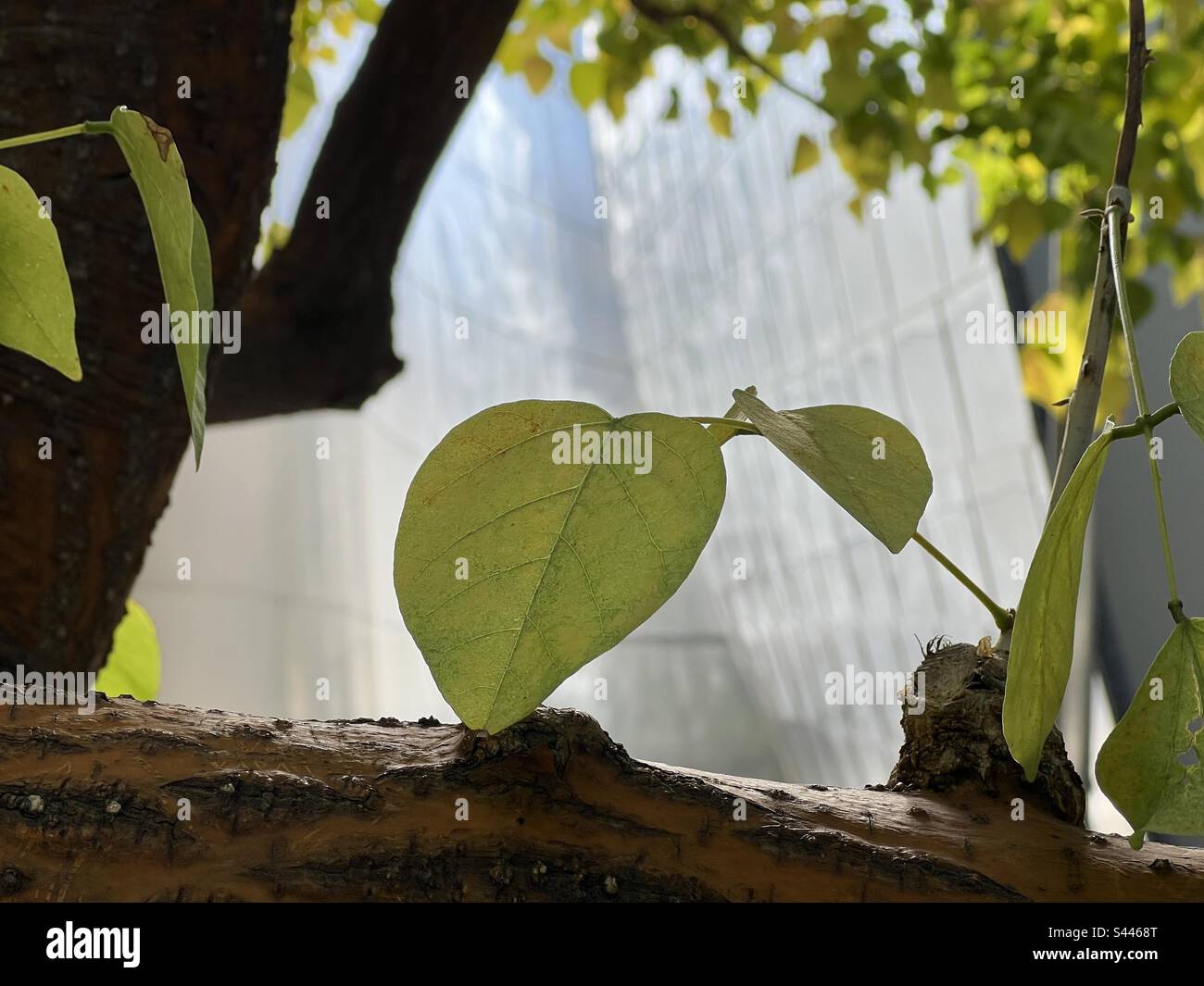 Close view of backlit leaf with metallic building behind at community park in Downtown Los Angeles, behind Walt Disney Concert Hall - Smartphone Captured Stock Image