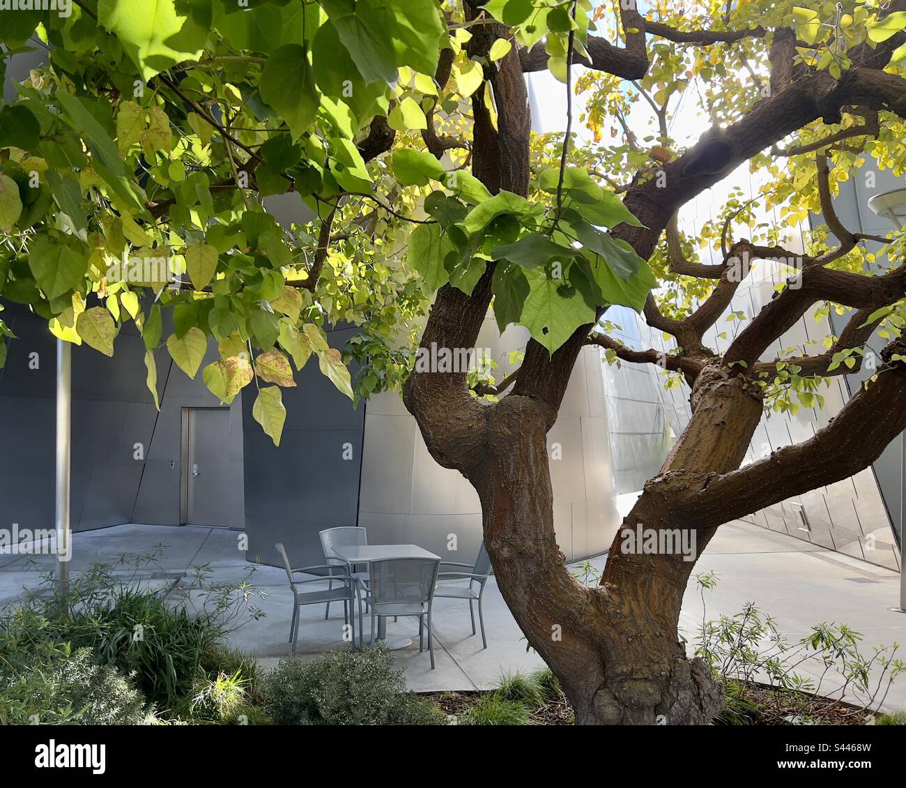 Low winter sun reflects off metal-clad building and shines through trees at community park in Downtown Los Angeles, behind Walt Disney Concert Hall - Smartphone Captured Stock Image