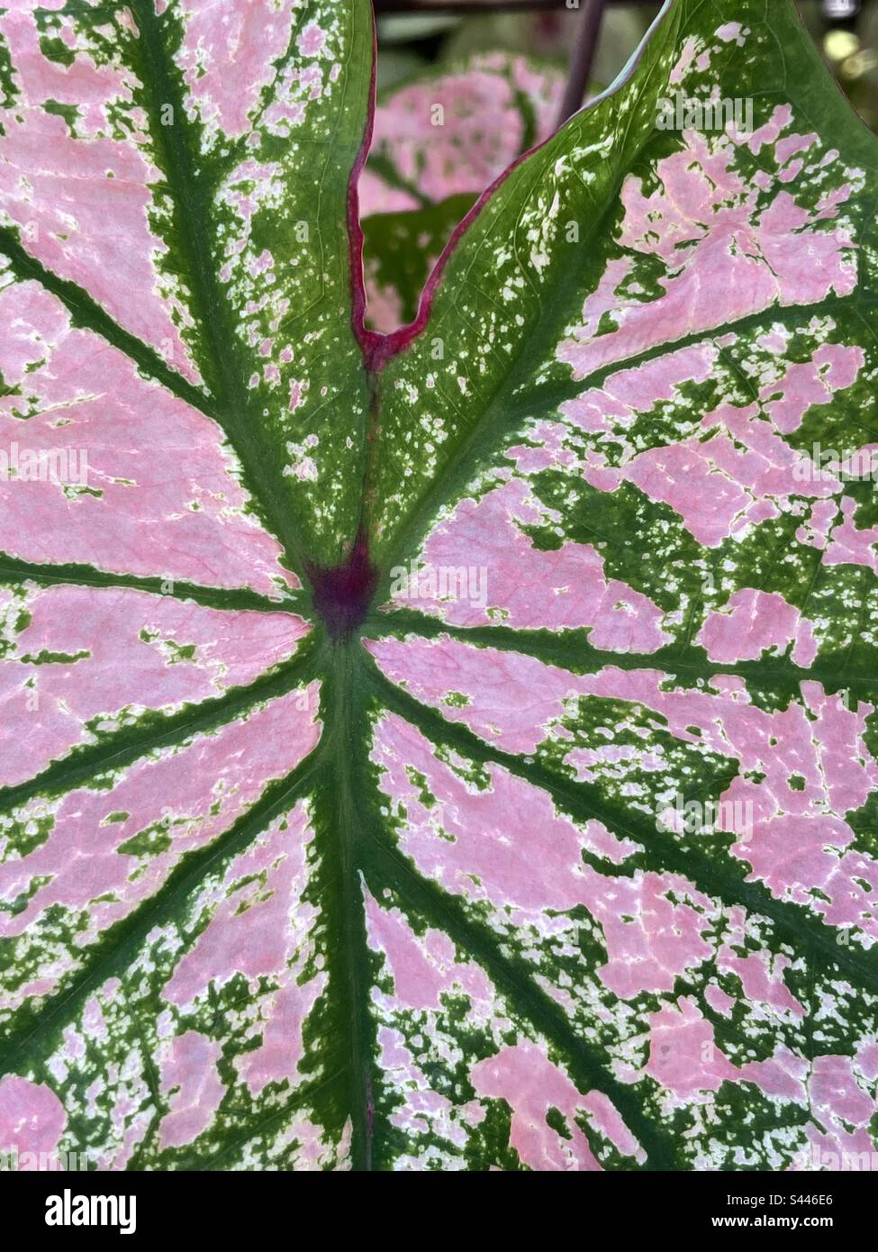 Pink and green abstract Stock Photo Alamy