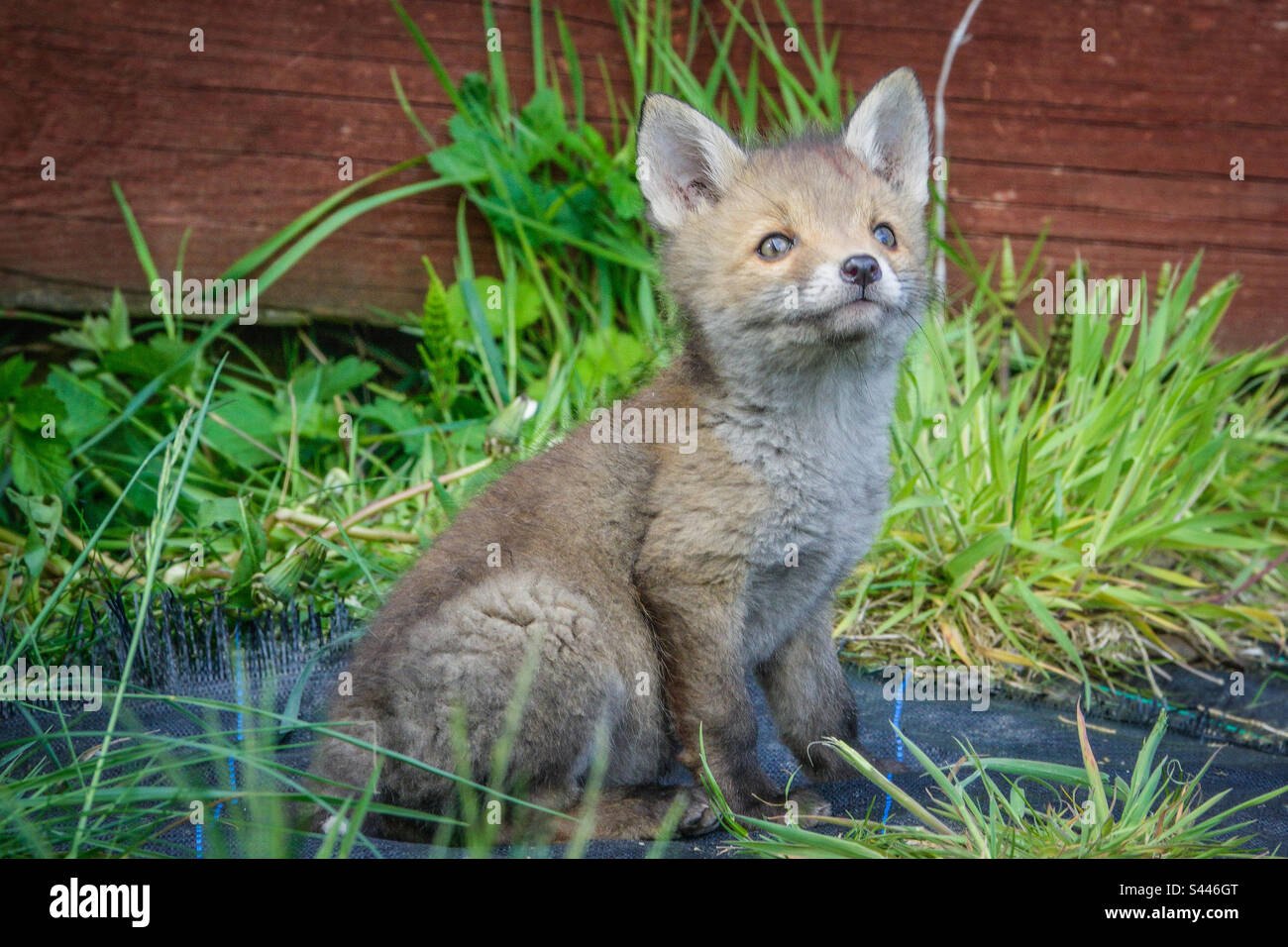 Urban foxes - Young fox cubs play in a suburban garden in Clarkston, Scotland Stock Photo