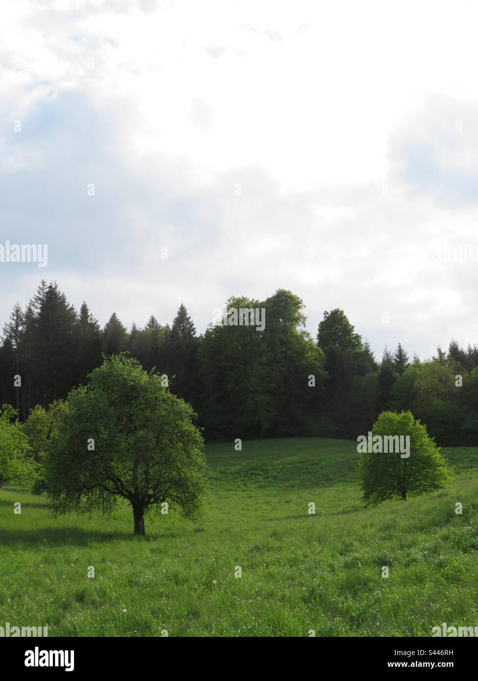 Landscape at Switzerland! - Smartphone Captured Stock Image