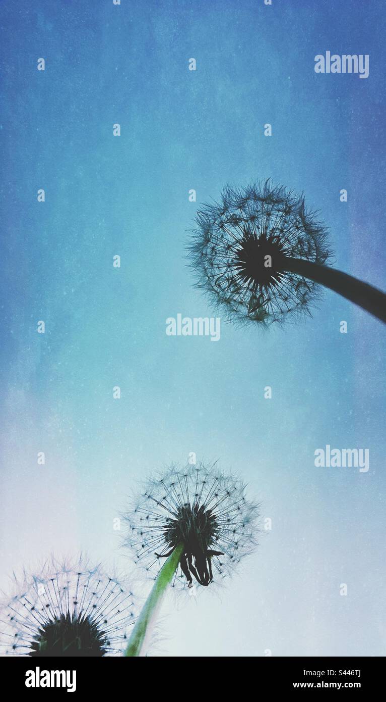 Looking up at dandelion seed heads - Smartphone Captured Stock Image