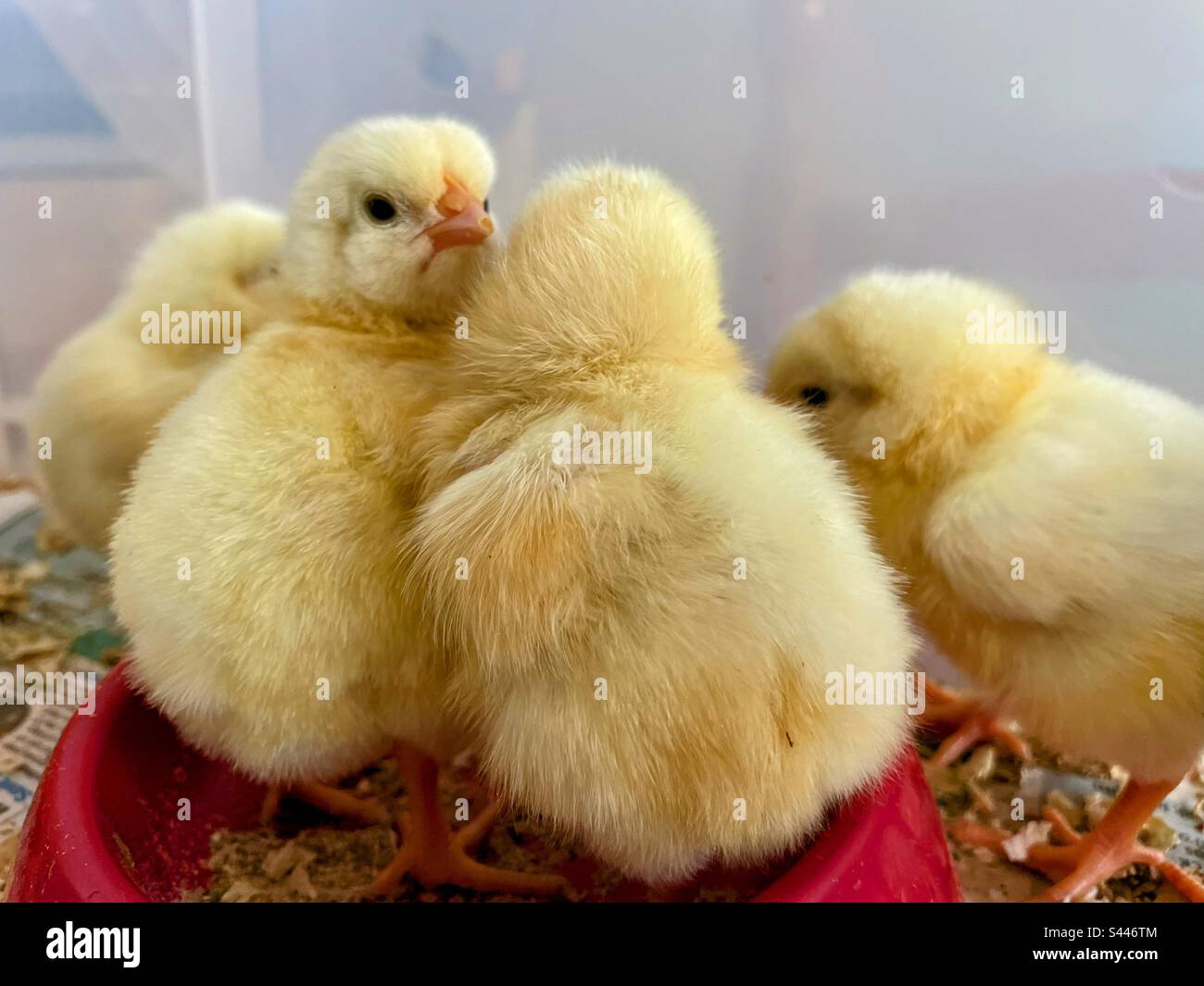 Chicks - Smartphone Captured Stock Image