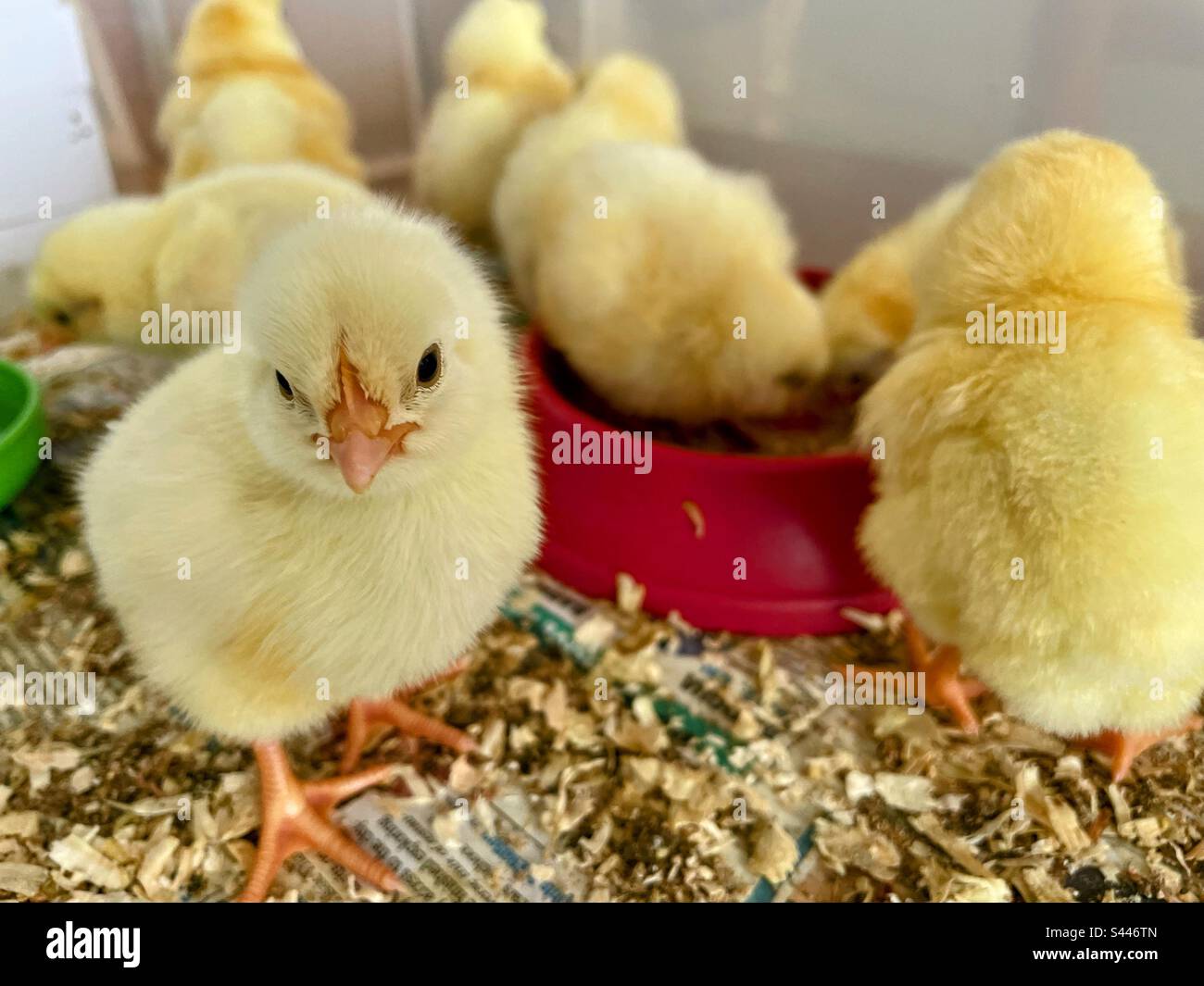 Chicks feeding - Smartphone Captured Stock Image